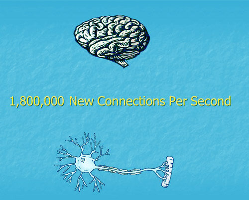 Brain Development During Adolescence