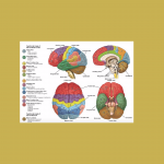 The Teenage Brain: Neuroanatomy