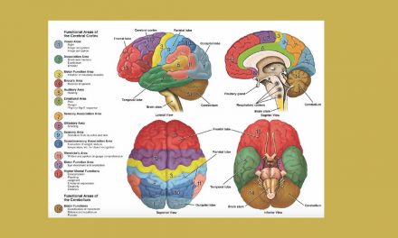 The Teenage Brain: Neuroanatomy