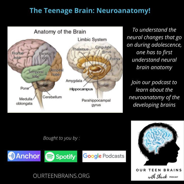 EPISODE 6 – The Teenage Brain: Neuroanatomy!