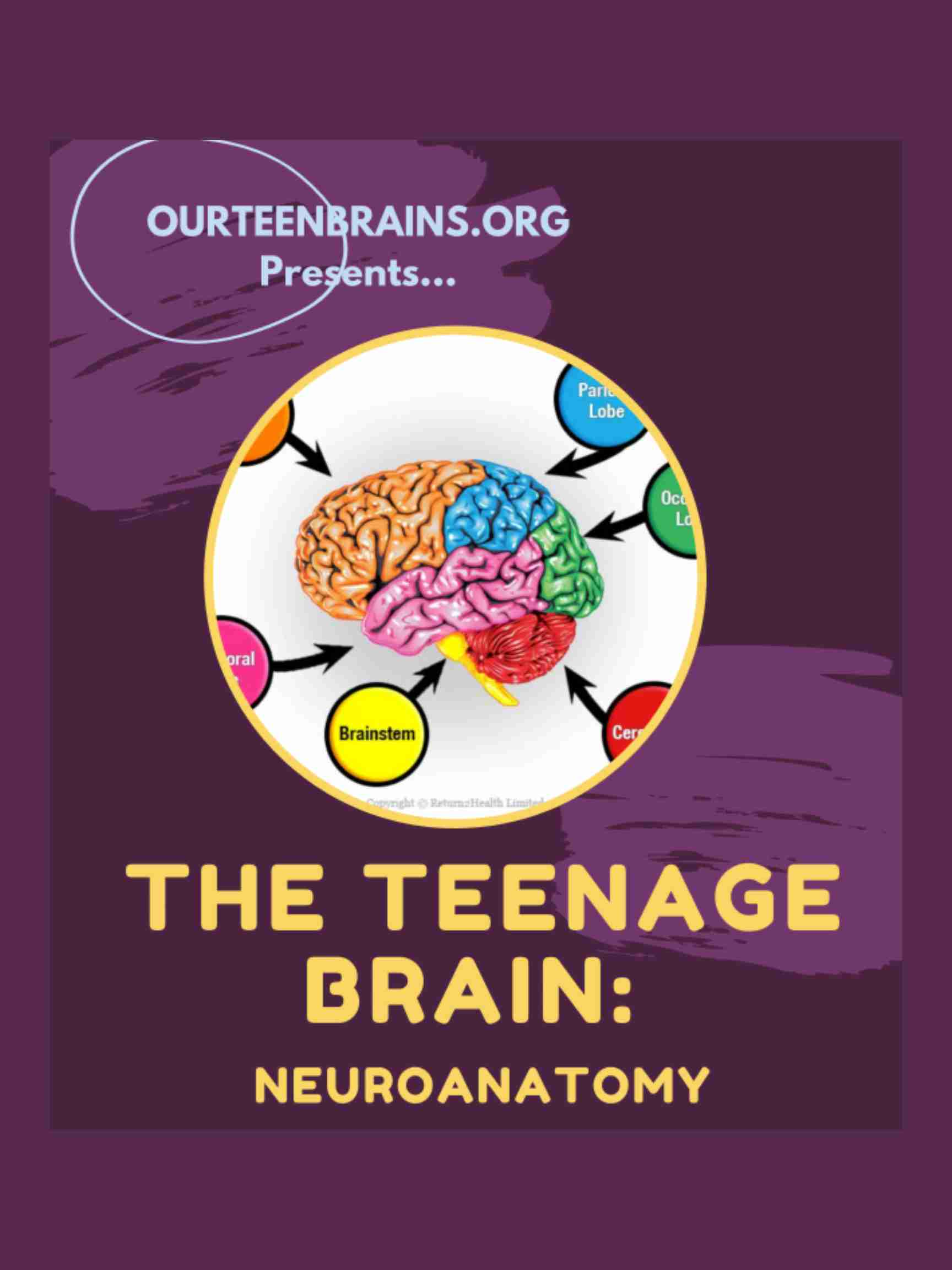 The Teenage Brain: Neuroanatomy