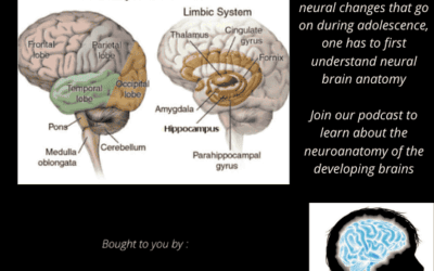EPISODE 6 – The Teenage Brain: Neuroanatomy!