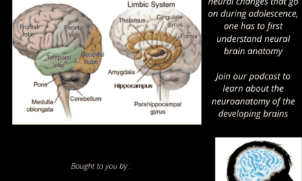 EPISODE 6 – The Teenage Brain: Neuroanatomy!