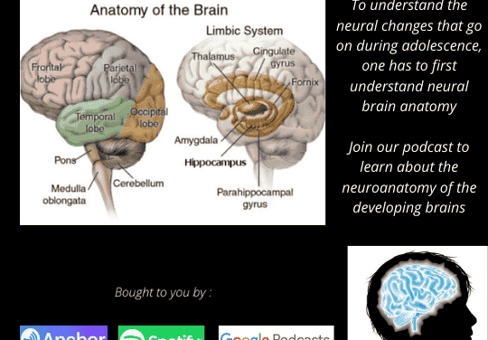 EPISODE 6 – The Teenage Brain: Neuroanatomy!