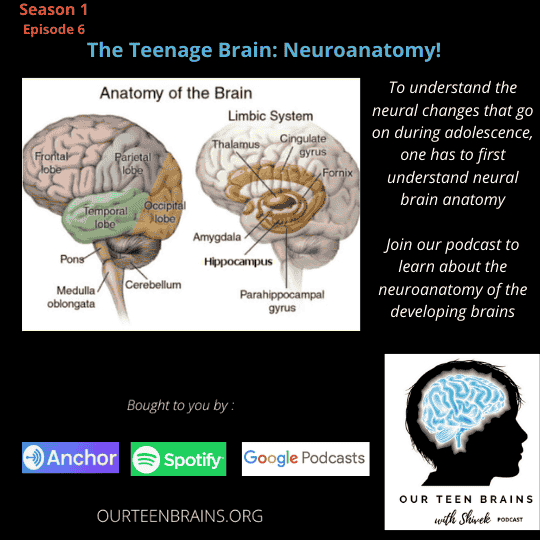 EPISODE 6 – The Teenage Brain: Neuroanatomy!